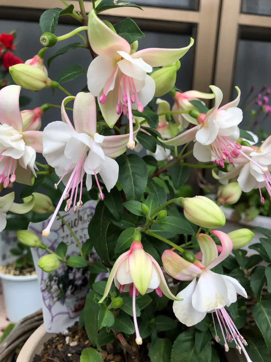 低価格で大人気の フクシア可愛い💓｜園芸日記byつゆ草｜みんなの趣味の園芸｜1208635 その他観葉植物