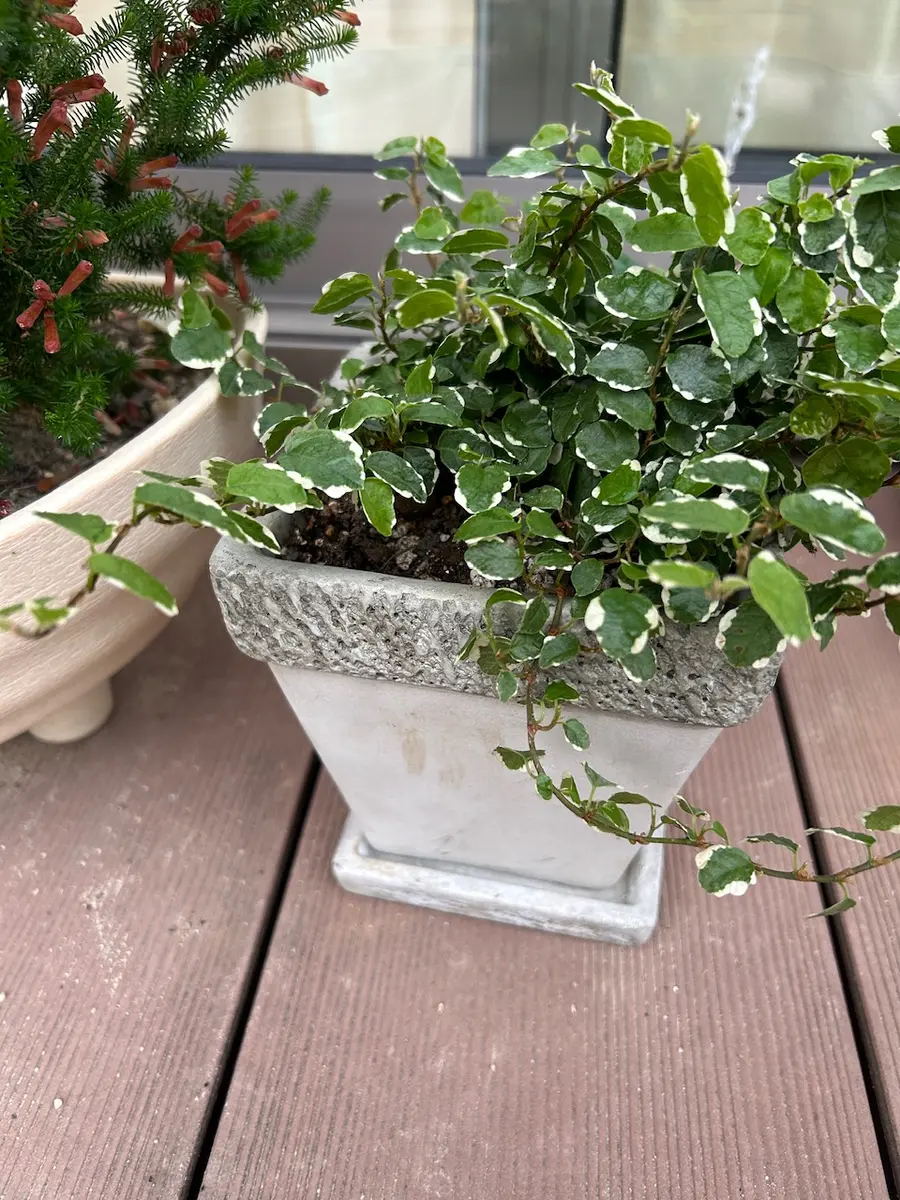 観葉植物の鉢増し🪴｜園芸日記bymisomama｜みんなの趣味の園芸｜1208830