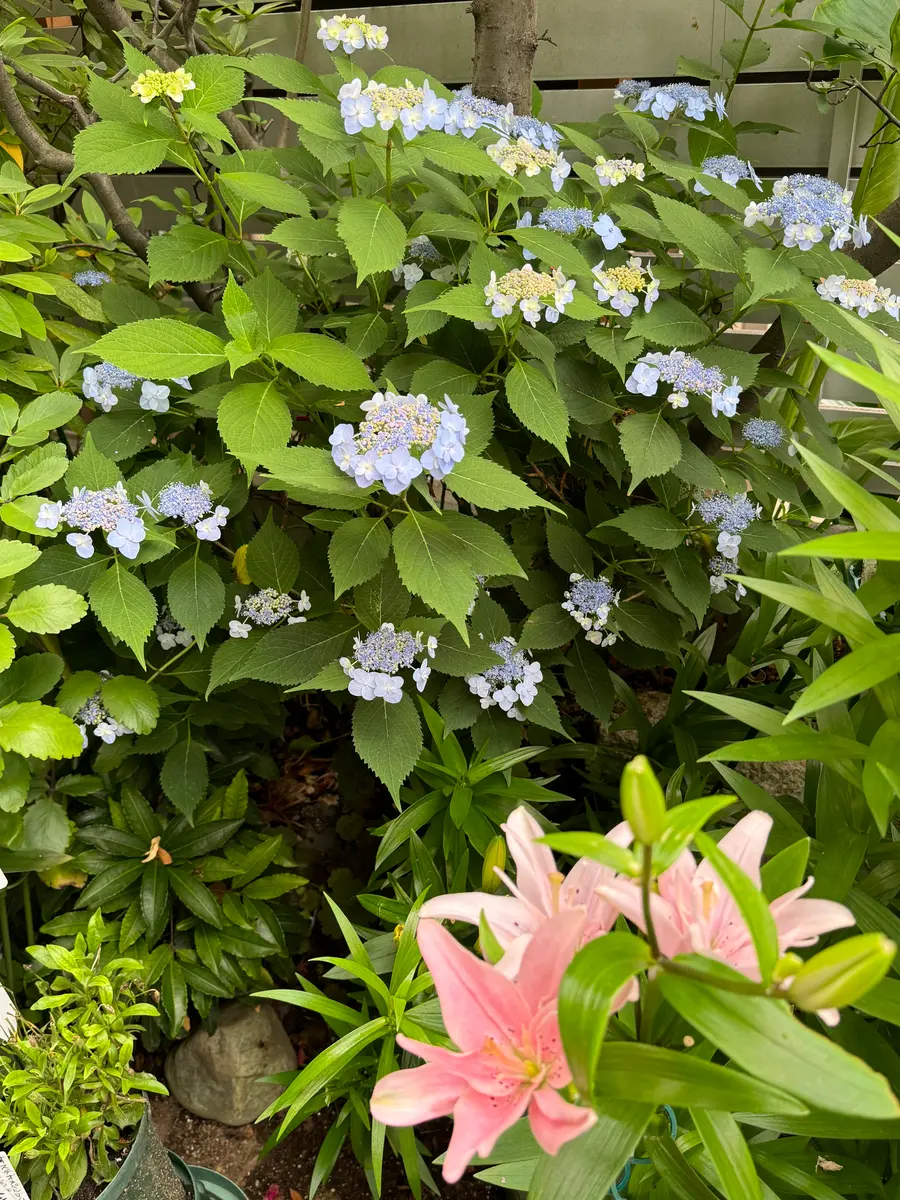 アフリカンフラワー ひつじあみぐるみ 編み図 | TikTok