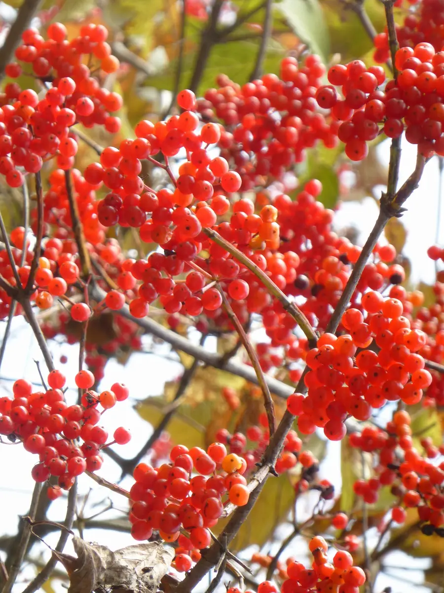 赤い実 この赤い実なんでしょうか？｜園芸日記byhayachan｜みんなの趣味の園芸