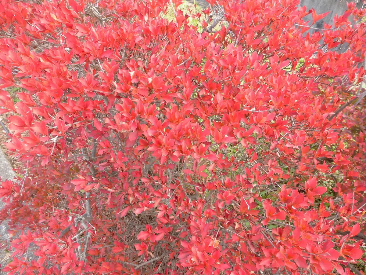 この赤い実なんでしょうか？｜園芸日記byhayachan｜みんなの趣味の園芸
