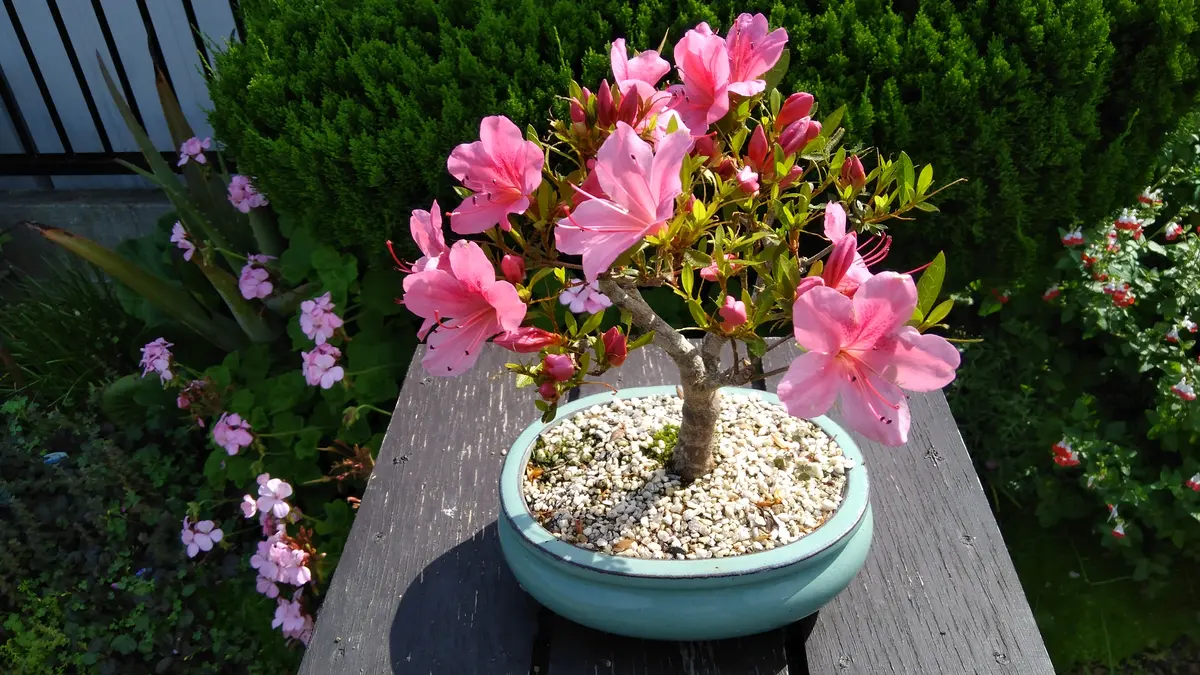 皐月盆栽「大朱盃」 皐月 盆栽 「大朱盃」 【公式通販】