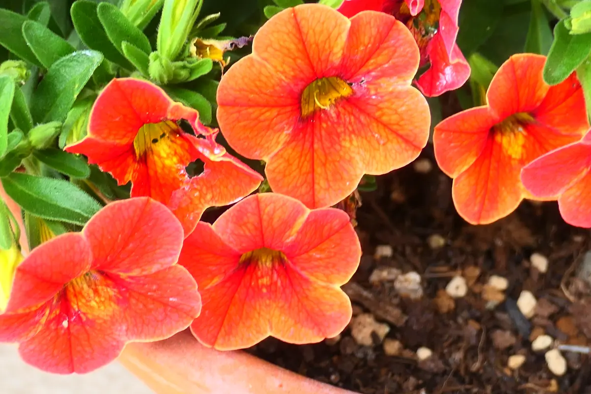 カリブラコア サンバ ディーバオレンジ｜園芸日記by金太郎ちゃん