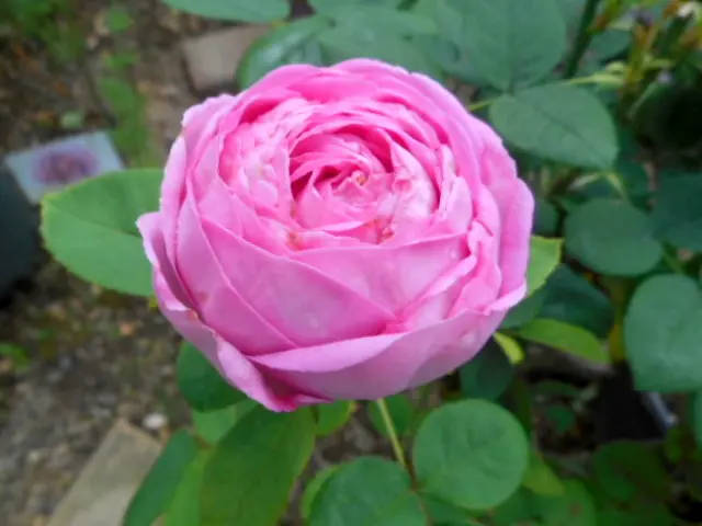 ｺﾝﾃｽｾｼﾙﾄﾞｼｬﾌﾞﾘｱﾝの日記一覧|愛は花。さんの園芸日記-みんなの趣味の園芸