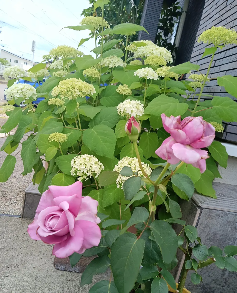 ♡ハイドランジア♡アジサイ♡福岡アジサイ フブキ♡5号鉢♡