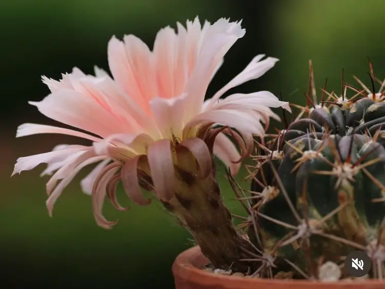 花サボテンが開花しました。｜園芸日記byK110｜みんなの趣味の