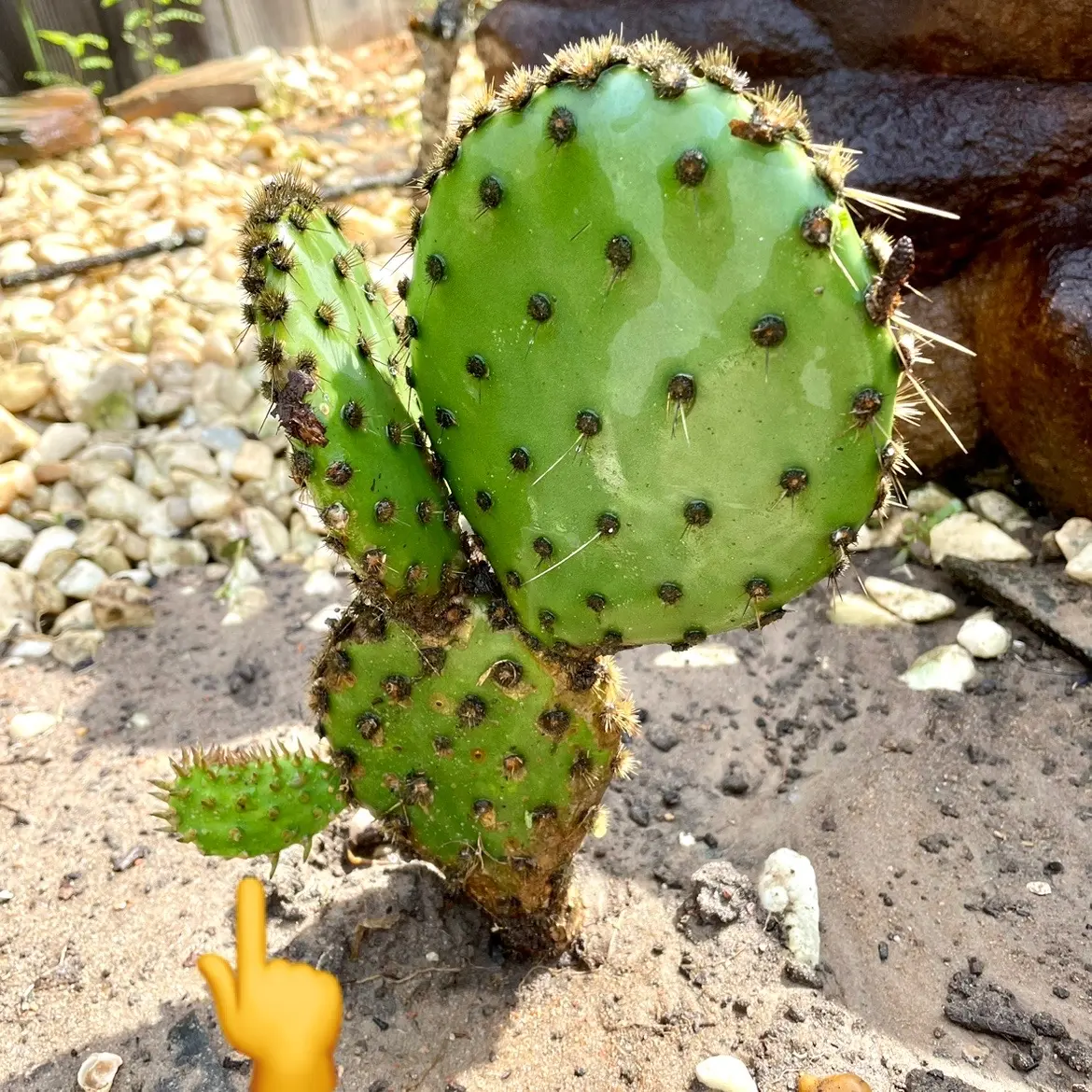 うちわサボテン　大株　ドライガーデンにどうですか？ 森泉さんHOUSEに巨大うちわサボテンのお引越し | DESERT INC.