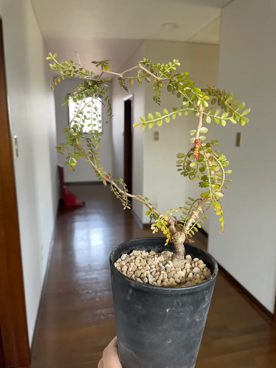 パキプスの根挿しも植替え｜園芸日記byアウルの森｜みんなの趣味