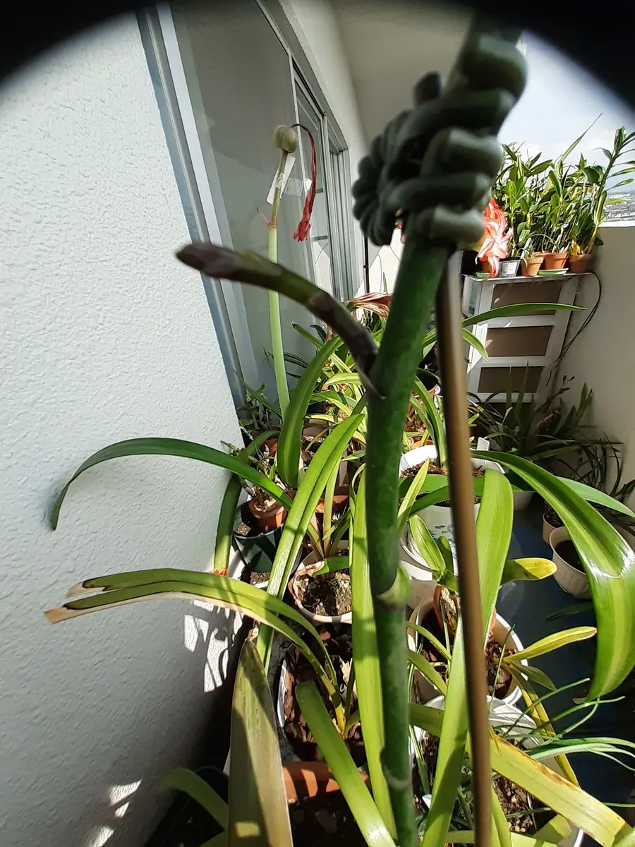 胡蝶蘭、脇芽？｜園芸日記byワインシャワー｜みんなの趣味の園芸｜1211048