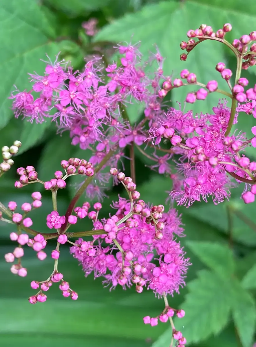 マイクラ 人気アイテム No.54京鹿の子の花が咲きました｜園芸日記byカズとマリの庭 七五三