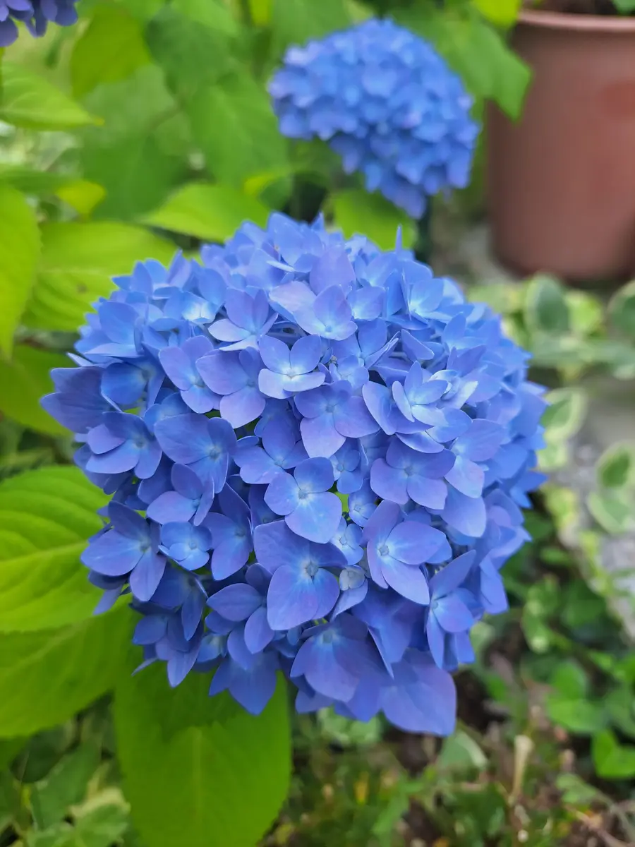 さとです。紫陽花  3点