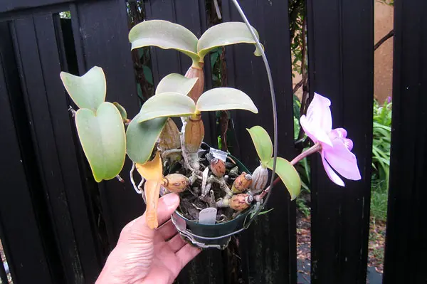 ミニカトレア/ノビリオール｜園芸日記byzorovivi｜みんなの趣味の園芸