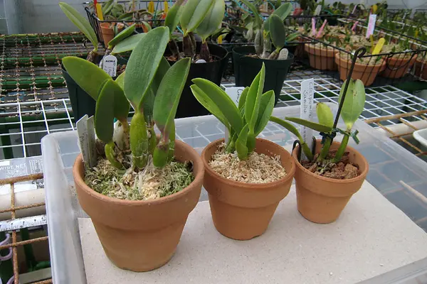 ミニカトレア/ノビリオール｜園芸日記byzorovivi｜みんなの趣味の園芸