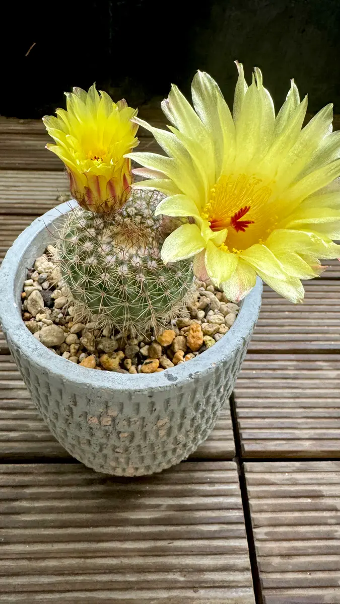 サボテンの花｜園芸日記byはせる｜みんなの趣味の園芸｜1211307