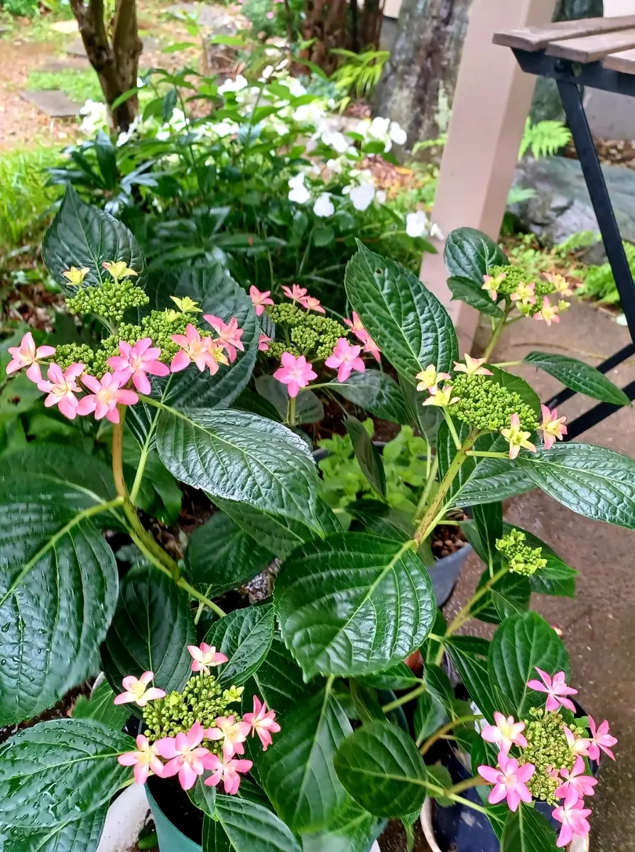 紫陽花  ダンスパーティー　② アジサイ ダンスパーティー 【花木苗 3.5号】｜ 【植物のITANSE