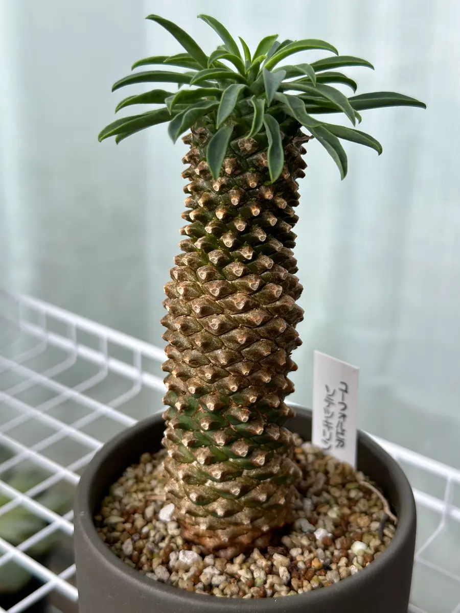 ユーフォルビア・ソテツキリン（パイナップルコーン）｜園芸日記