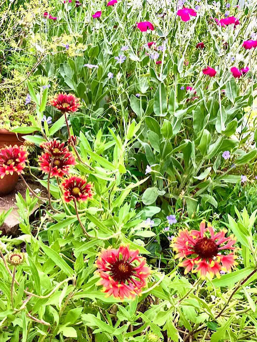長野県出荷産地 中央通路展示を行いました。 | Flower Auction Japan