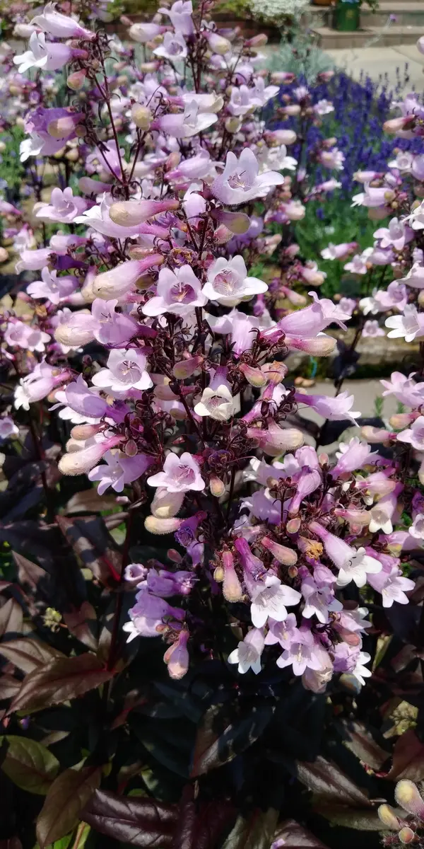 ペンステモン・ダークタワーズ｜園芸日記by富山昌克（トミー