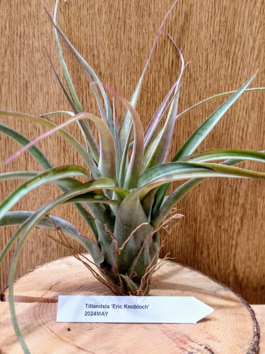 ブラキフィラエアプランツティランジアチランジア