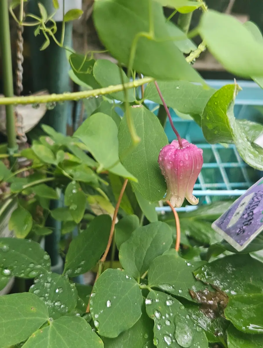 咲いた🙌～*｜園芸日記byhanakon｜みんなの趣味の園芸｜1212741