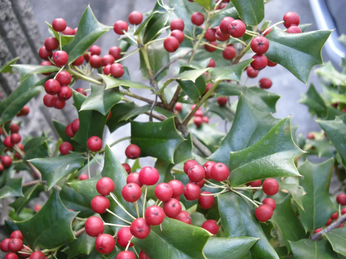 クリスマスには早いけど・・・|園芸日記by梢|みんなの趣味の クリスマスには早いけど・・・|園芸日記by梢|みんなの趣味の