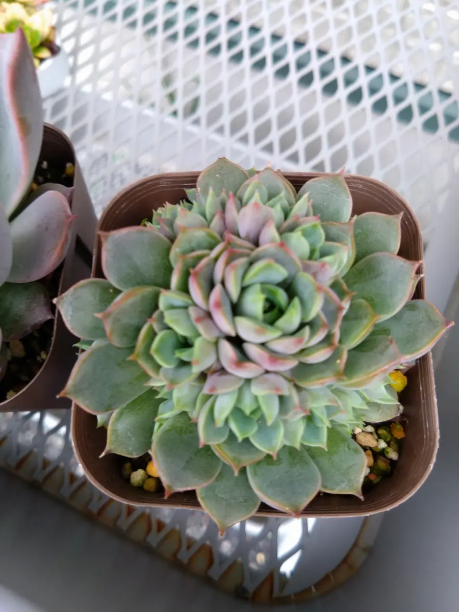 螺旋仔吹きピンクステラ｜園芸日記by翠@多肉好き｜みんなの趣味の園芸