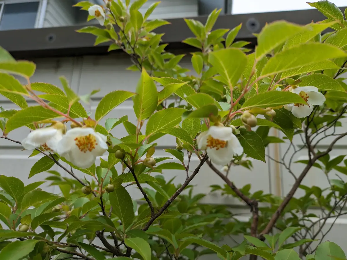 白い花を(⁠◕⁠દ⁠◕⁠)｜園芸日記by毎日お花｜みんなの趣味の園芸｜1213058