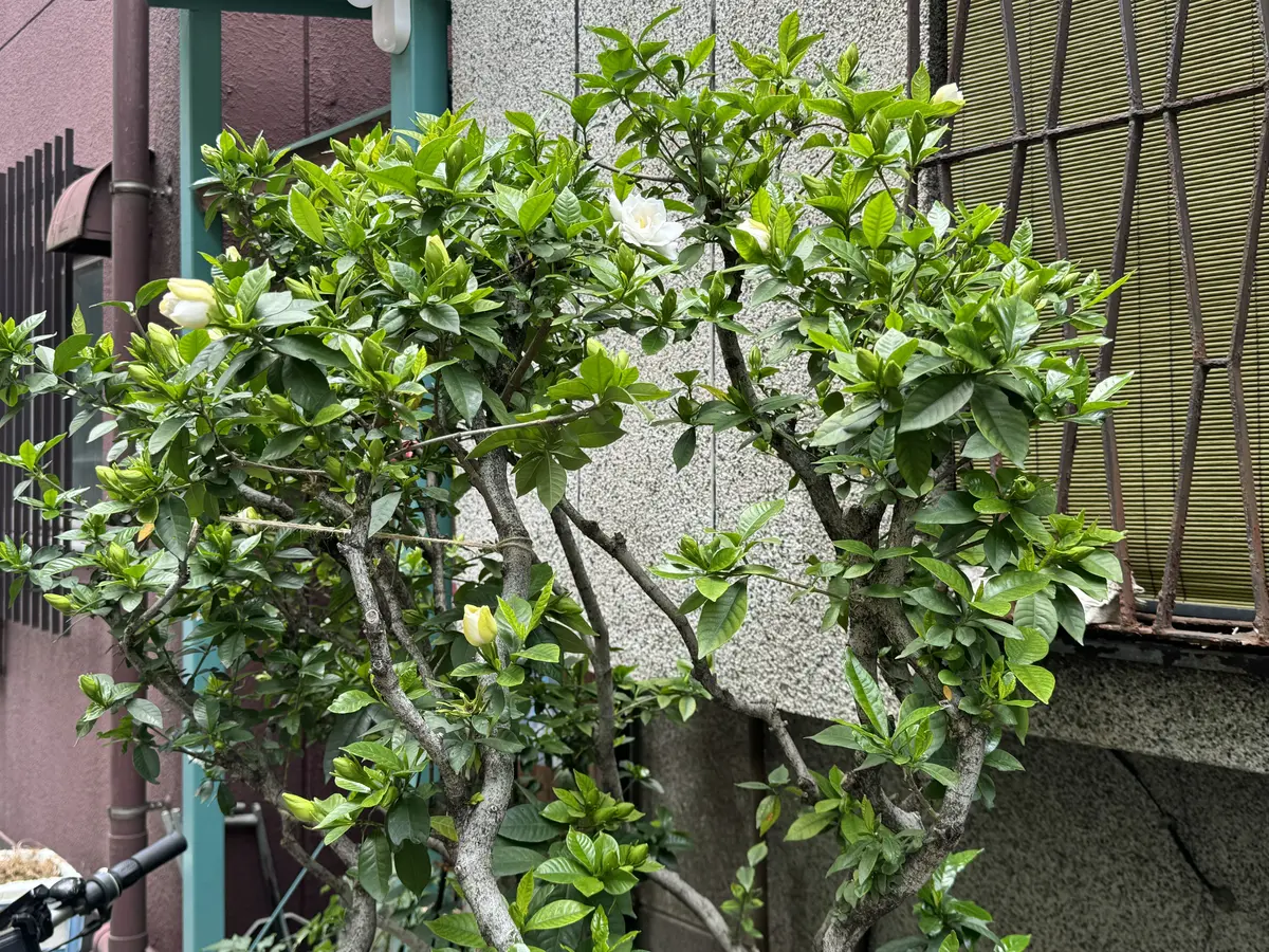 クチナシの開花20240601｜園芸日記byukp_simple｜みんなの趣味の園芸