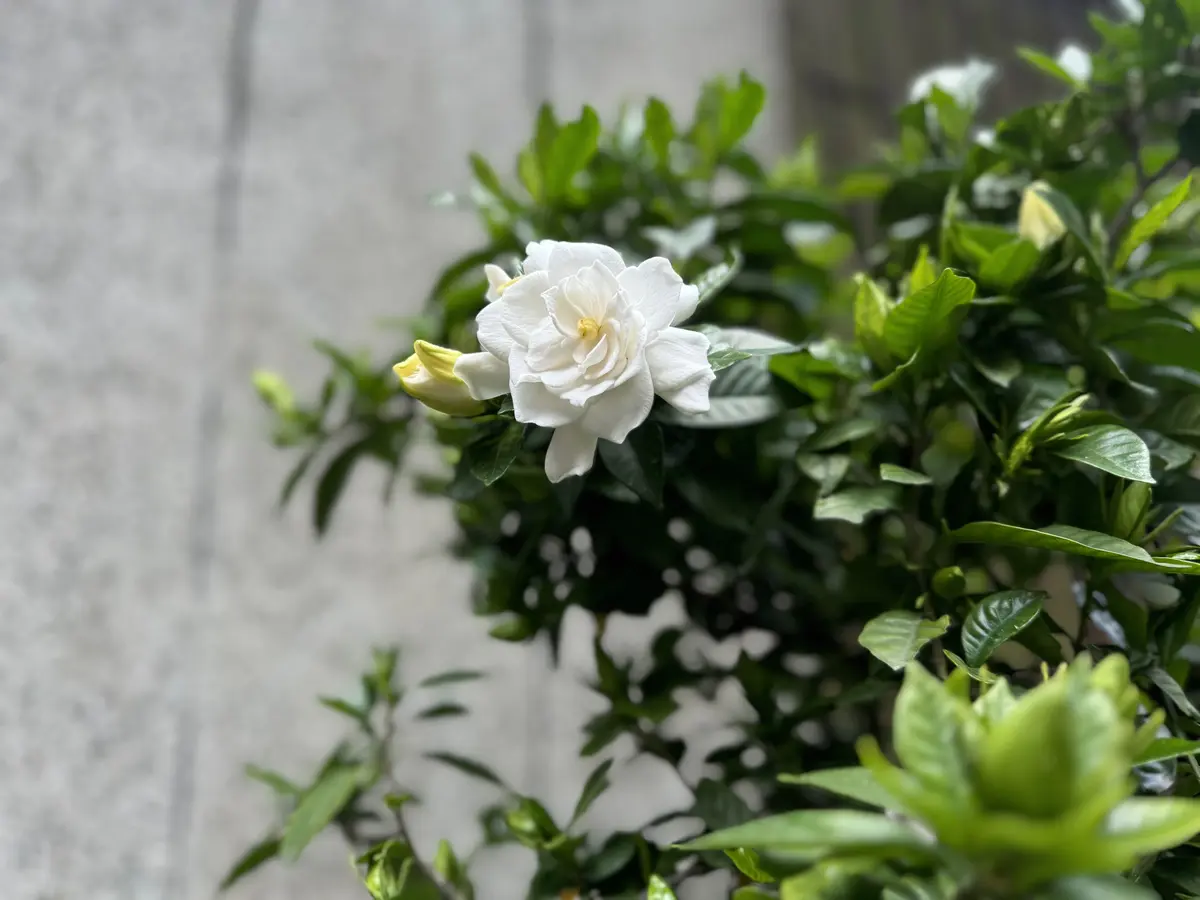 クチナシの開花20240601｜園芸日記byukp_simple｜みんなの趣味の園芸