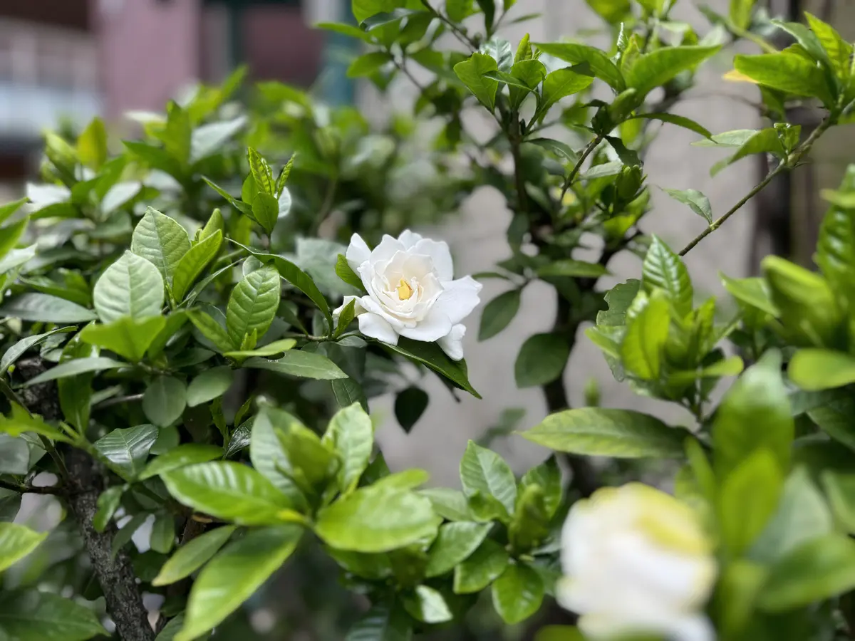 クチナシの開花20240601｜園芸日記byukp_simple｜みんなの趣味の園芸
