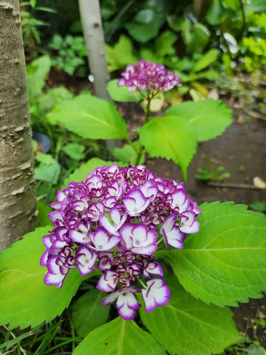 紫陽花3種類｜園芸日記by花、咲く｜みんなの趣味の園芸｜1213155