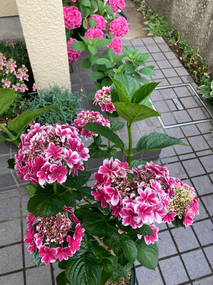凛（加茂セレクション）｜園芸日記byopalaqua｜みんなの趣味の園芸