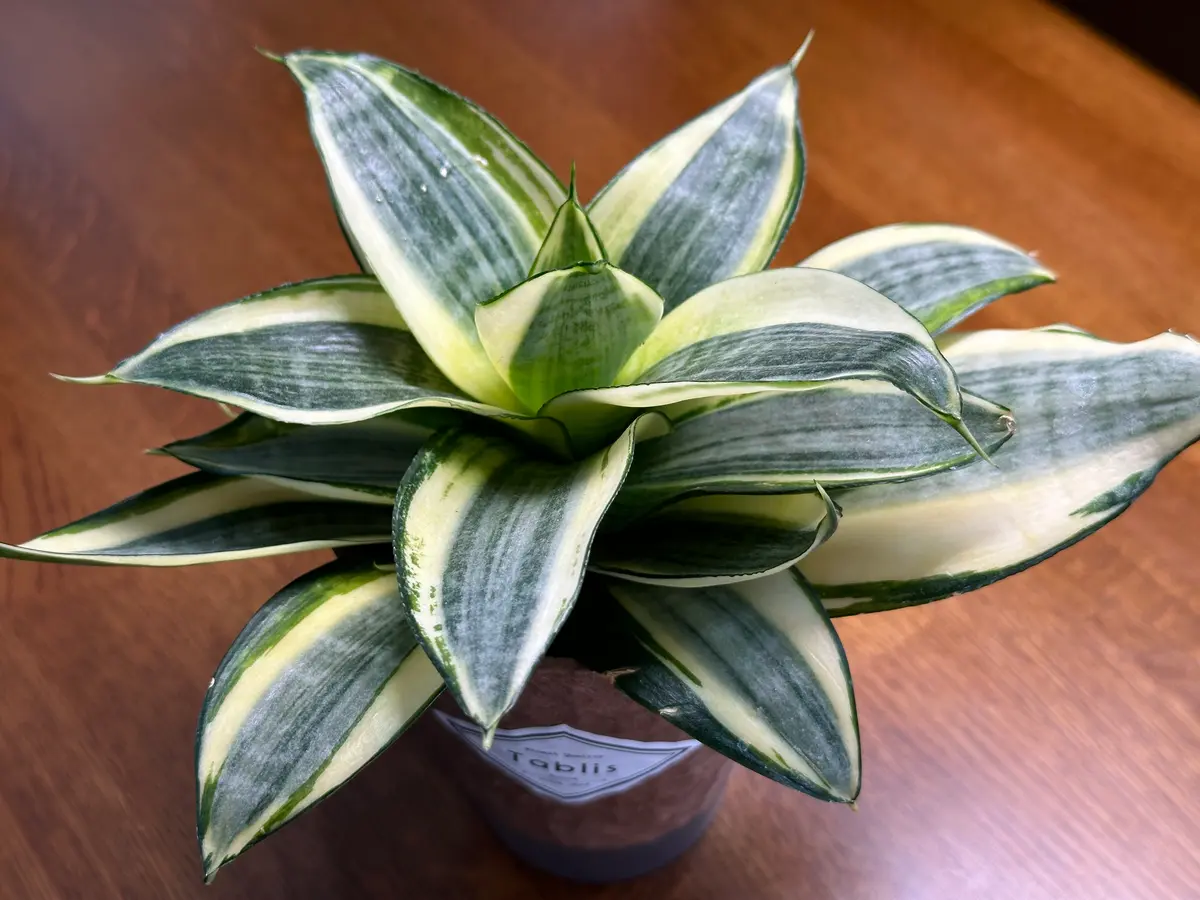 サンセベリア ES849 サンセベリア ES.849 斑入「Sansevieria ES. 849