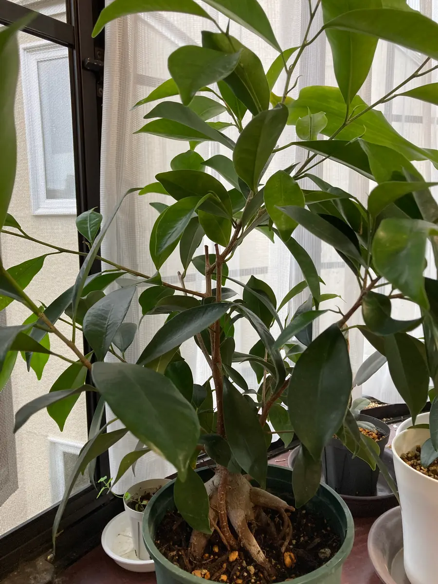Tomato様】 エバーフレッシュ•ガジュマル 2点♪ その他観葉植物