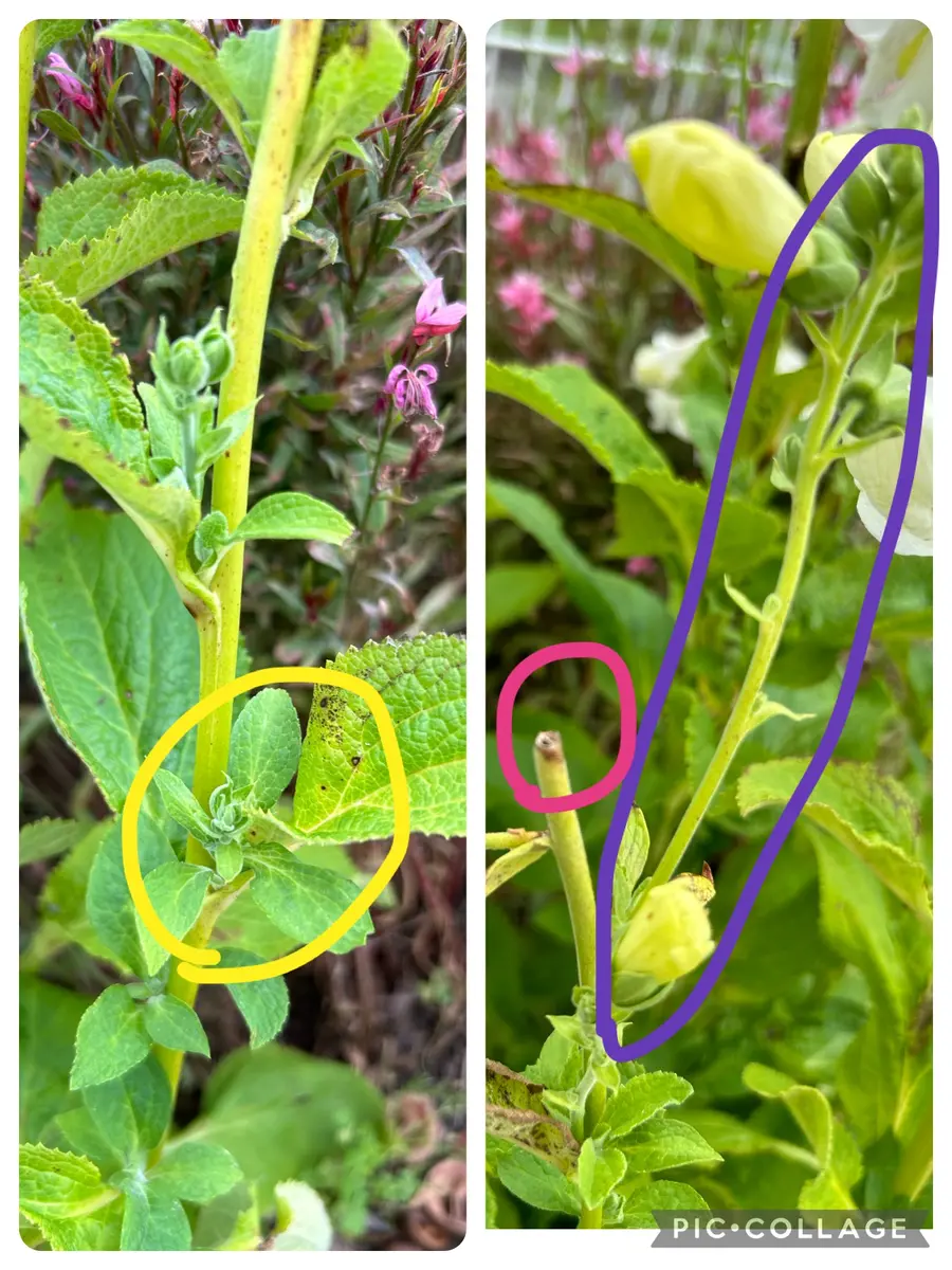 ジギタリスの挿し芽｜園芸日記byまいん｜みんなの趣味の園芸｜1214206