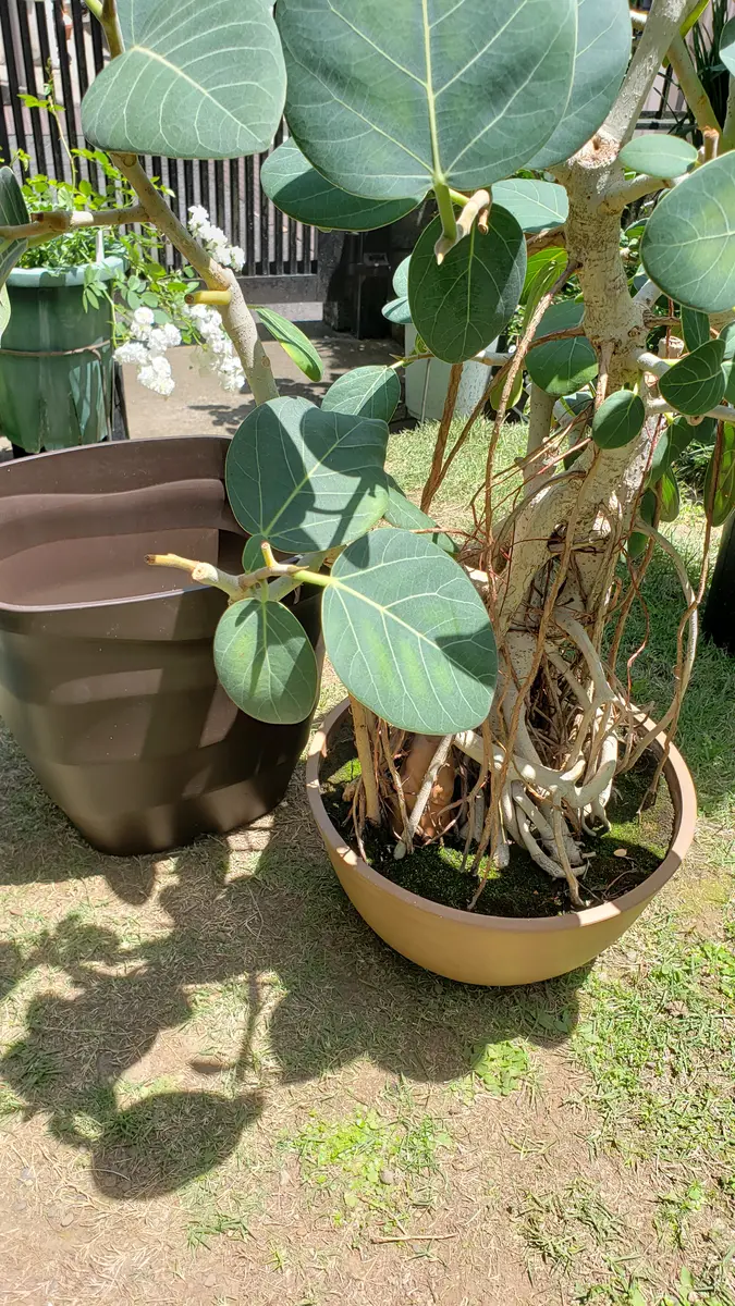 フィカス ベンガレンシス 12-い7番 フィカス：ベンガレンシス 7