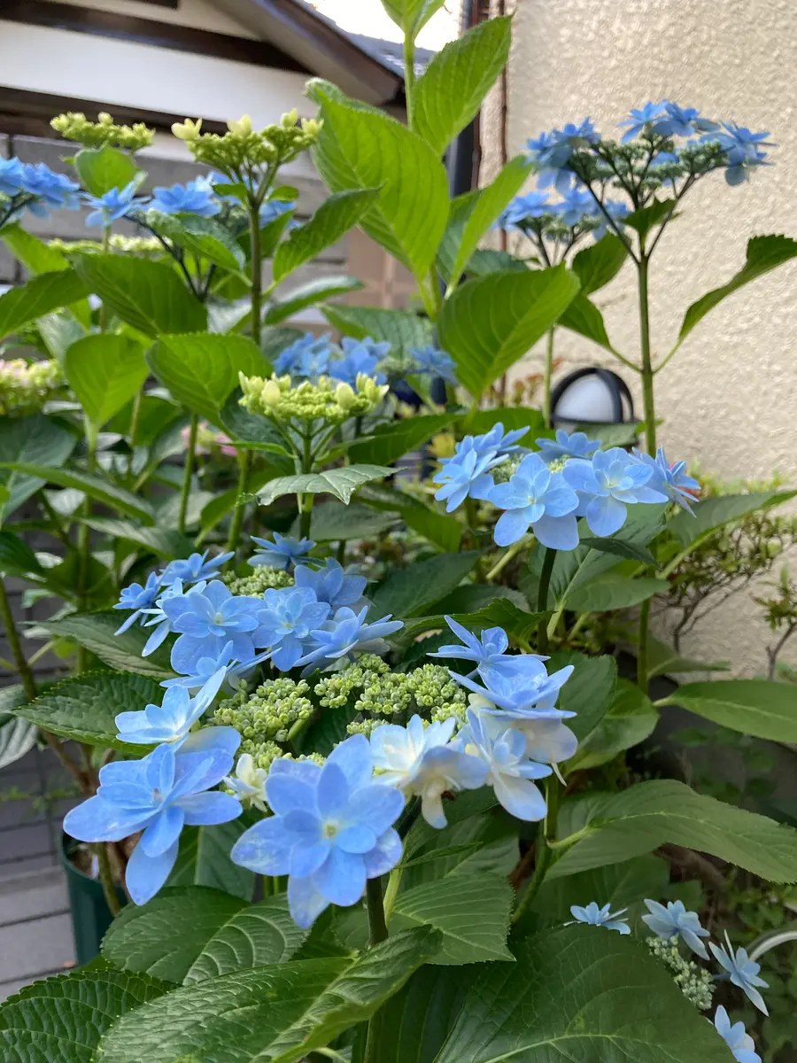 水 ぐる ま