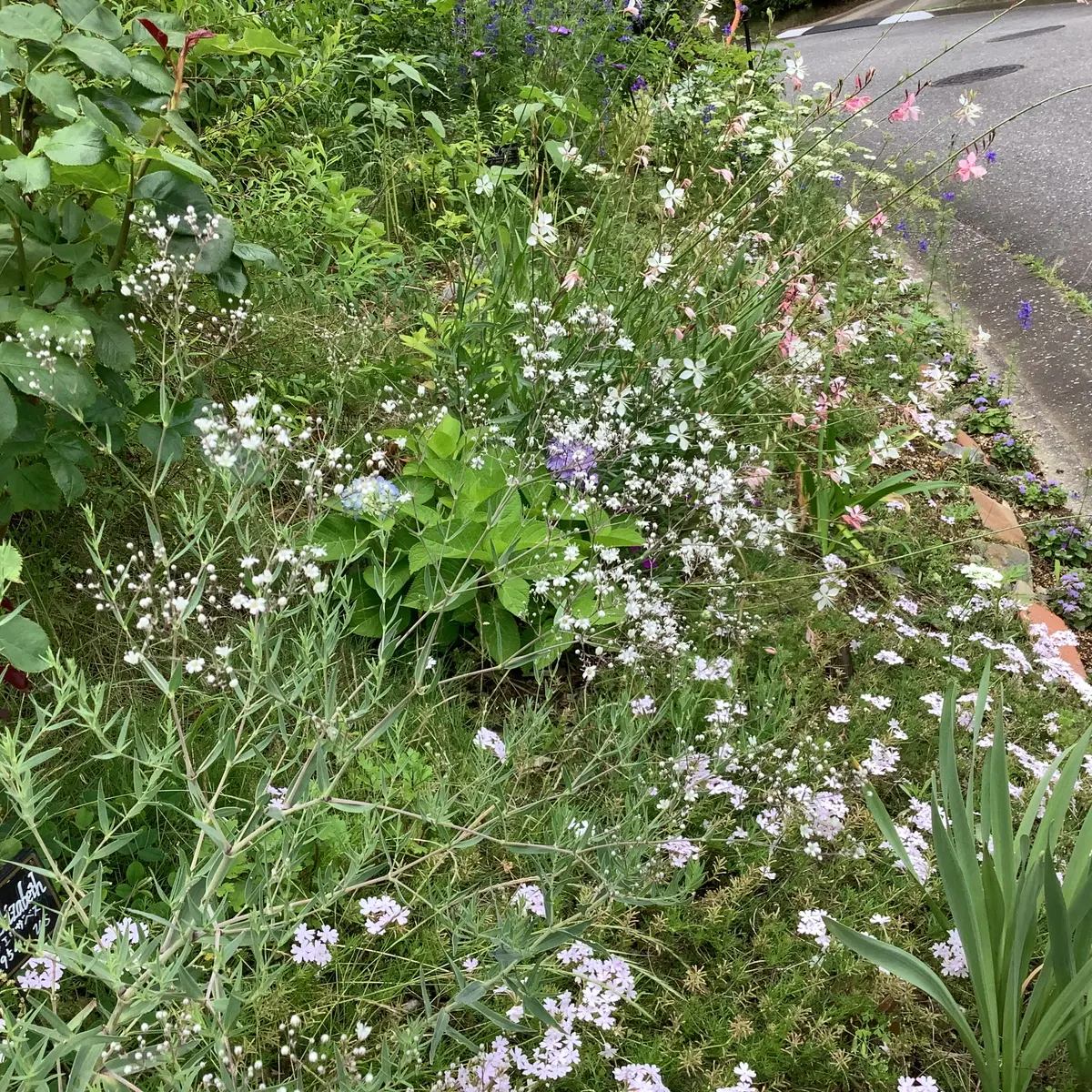 6月の白い花｜園芸日記byママりんた｜みんなの趣味の園芸｜1214528