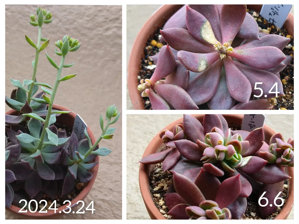 花が咲いた多肉は枯れるのか｜園芸日記bykai2022｜みんなの趣味の園芸