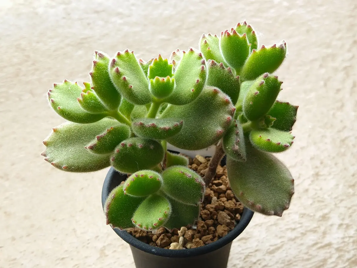 花が咲いた多肉は枯れるのか｜園芸日記bykai2022｜みんなの趣味の園芸