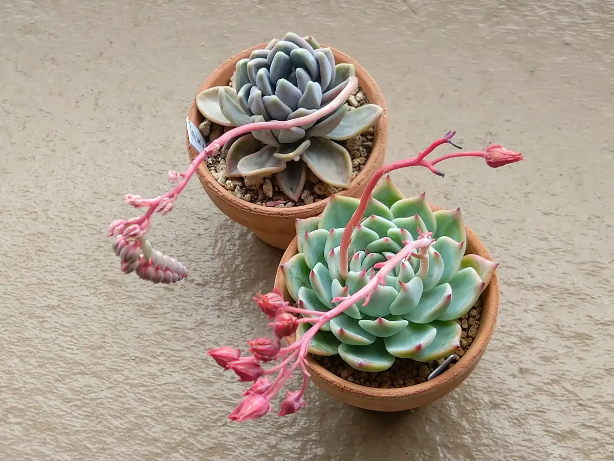 観葉植物 多肉植物（品種おまかせ）寄せ植え マンション鉢
