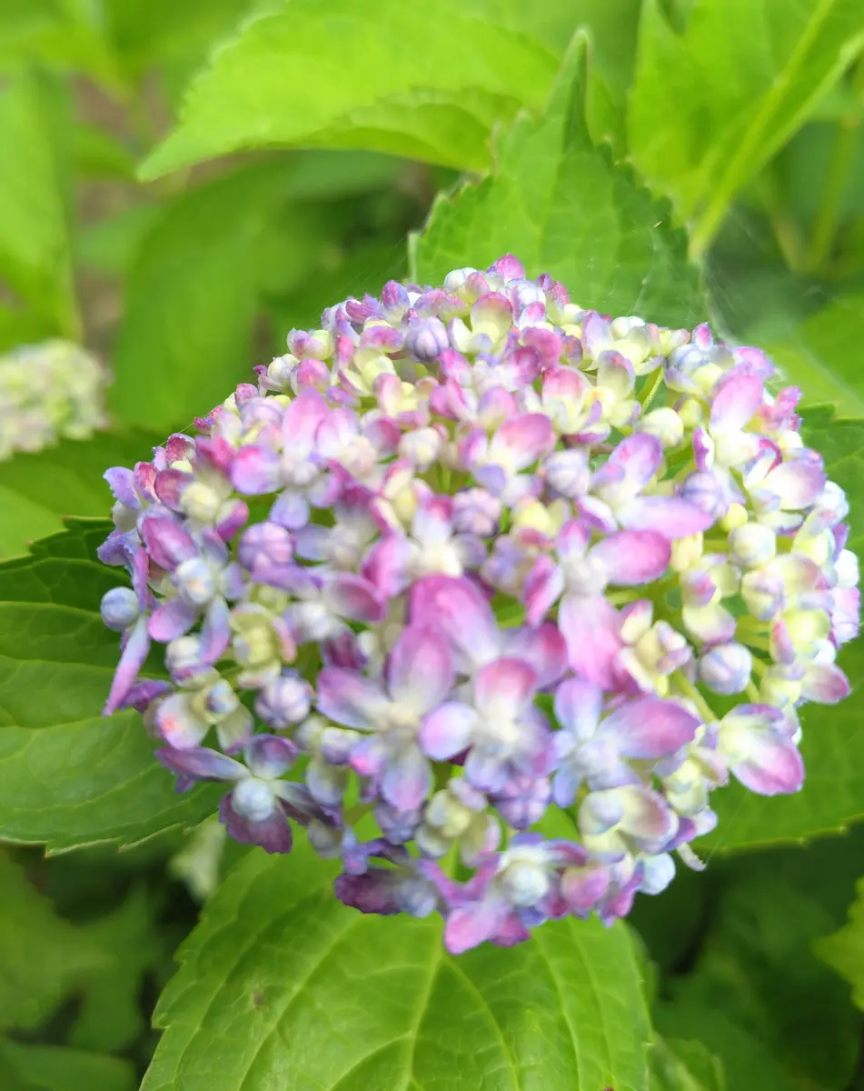 グラデーションの山紫陽花三河千鳥｜園芸日記byjictenko｜みんなの趣味