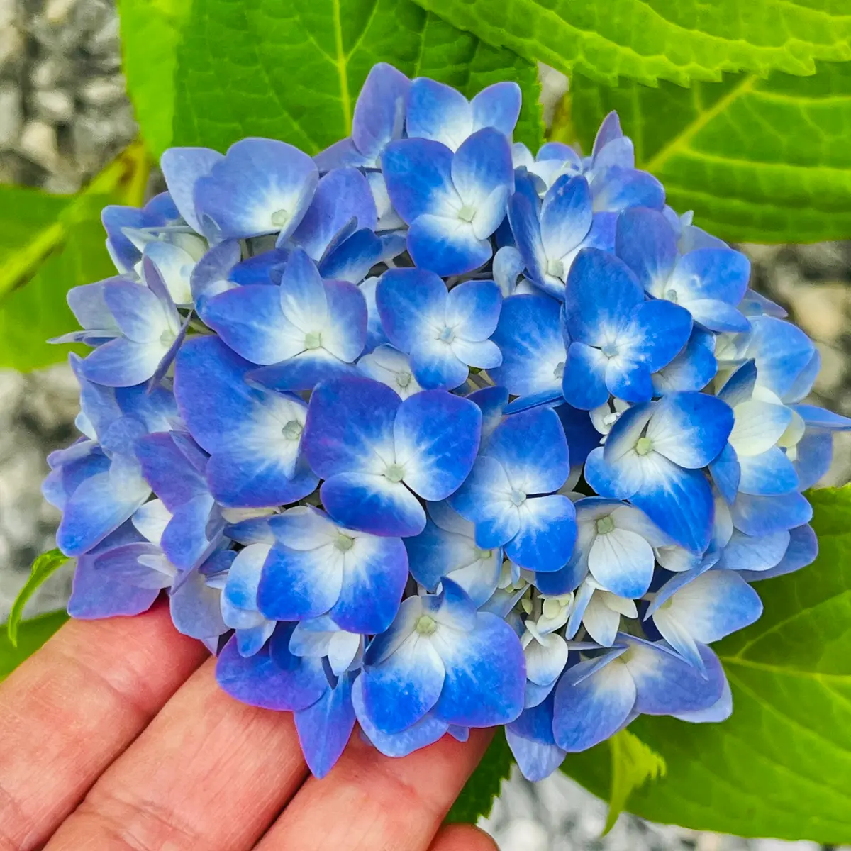 紫陽花の“花”はどこ？意外と知らない豆知識（2024年6月2日