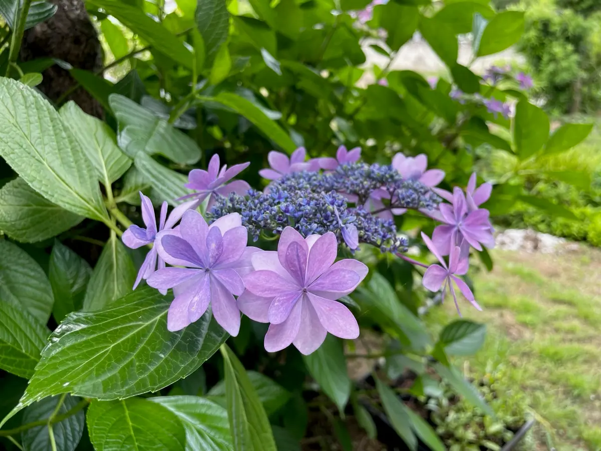 開花〕がく紫陽花 ダンスパーティー｜園芸日記byYuccaBoulevard 