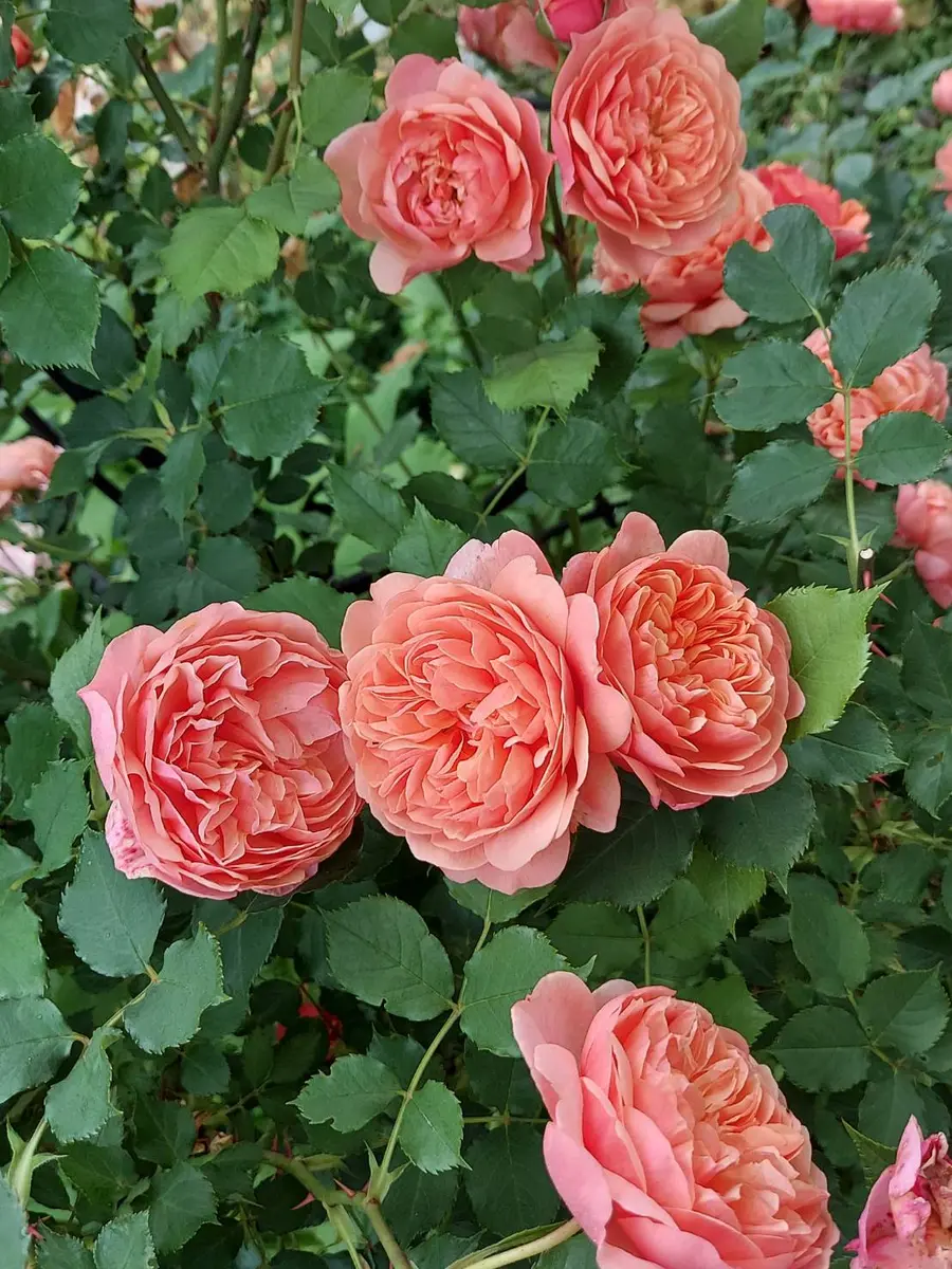 フランクリンミント　シルクロード　 フランクリンミント シルクロード 楽天市場】フランクリンミント（貨幣