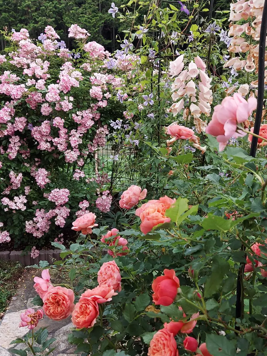 フランクリンミント　シルクロード　 フランクリンミント シルクロード 楽天市場】フランクリンミント（貨幣