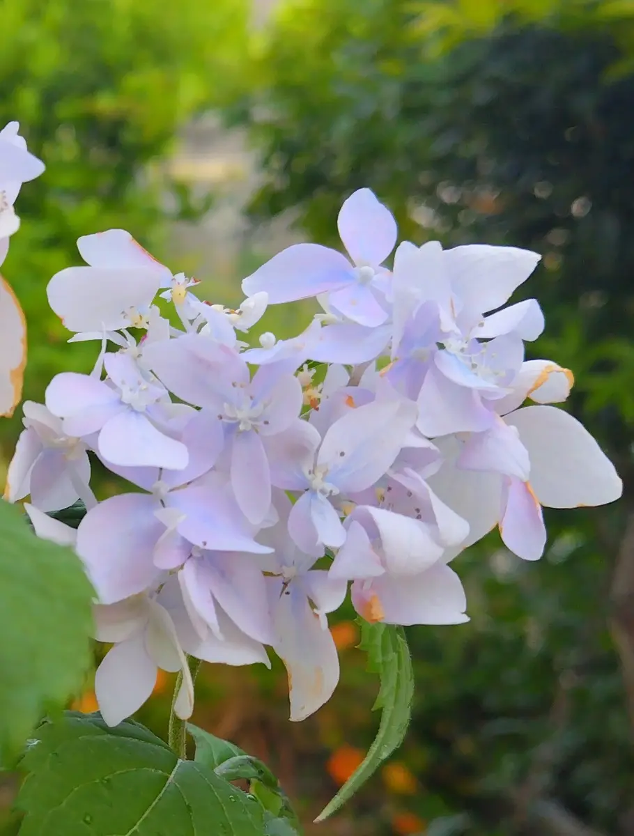 山紫陽花、百笑鬼｜園芸日記byjictenko｜みんなの趣味の園芸｜1216329