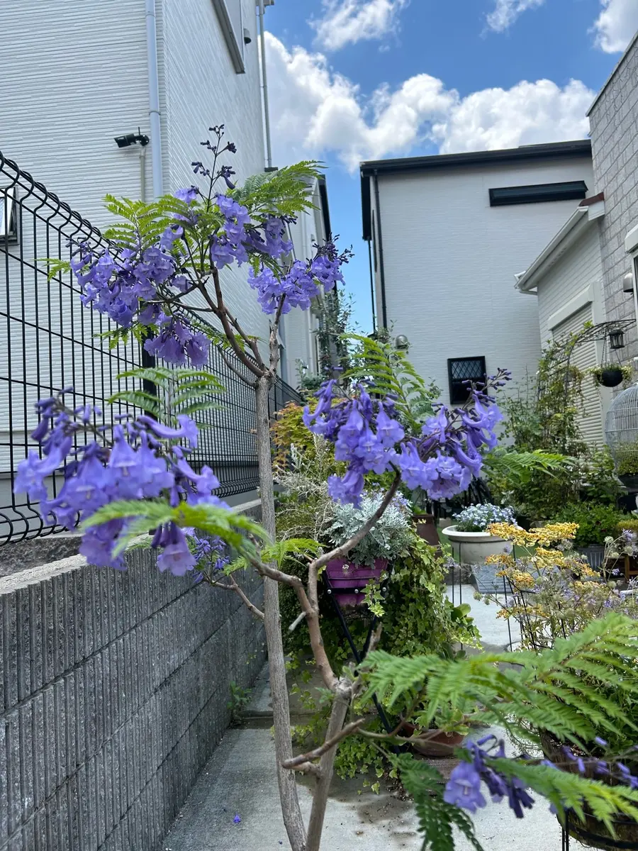 世界三大花木の一つ「ジャカランダ」｜園芸日記byマミコハウス