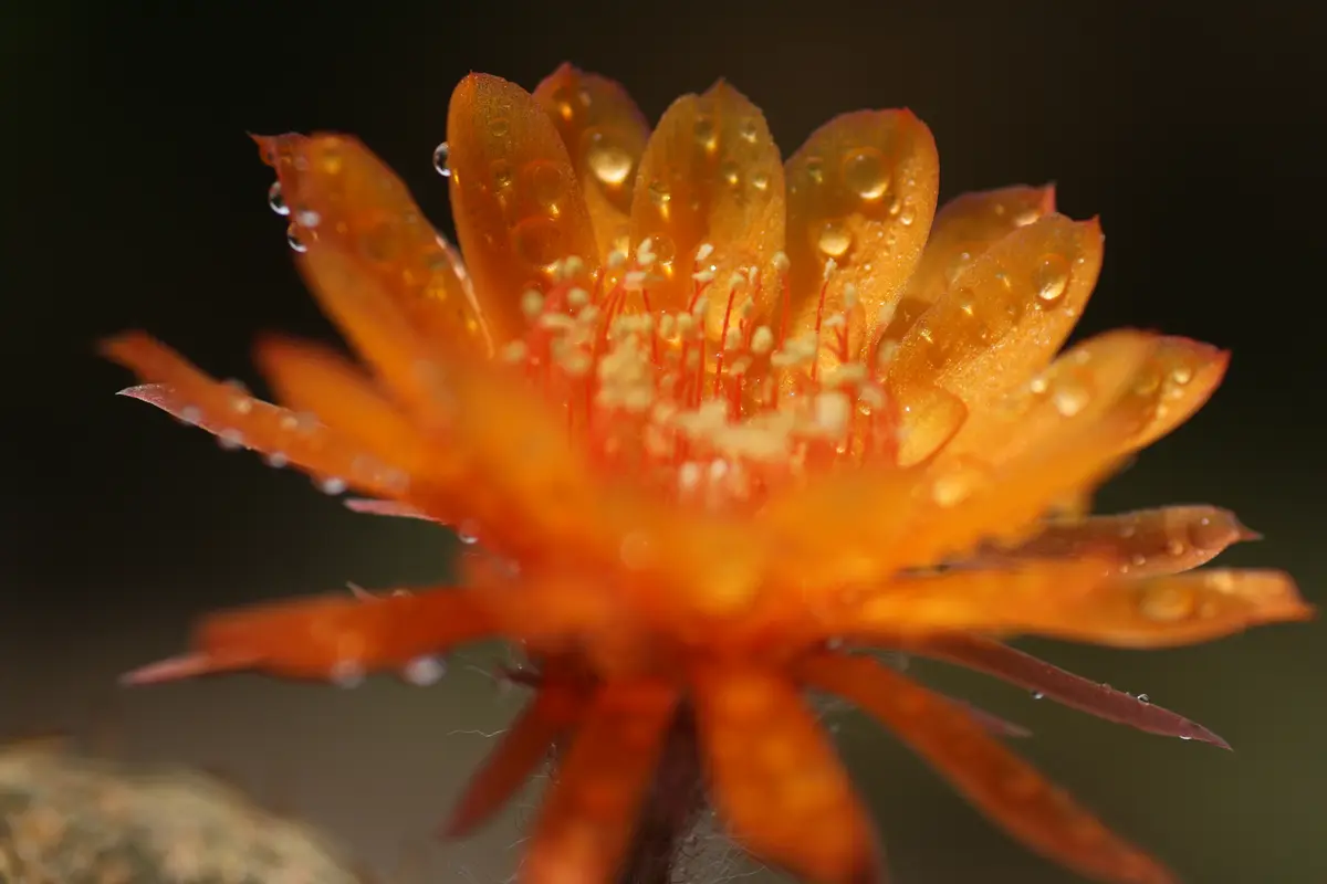 ロビビア属の交配種が開花｜園芸日記byK110｜みんなの趣味の園芸｜1216416