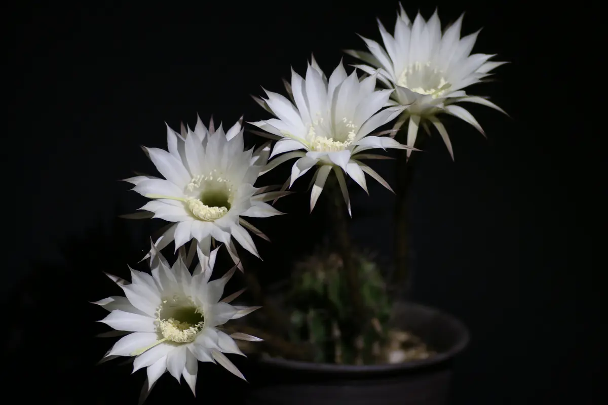 エキノプシス 花盛丸が開花|園芸日記byK110|みんなの趣味の エキノプシス 花盛丸が開花|園芸日記byK110|みんなの趣味の